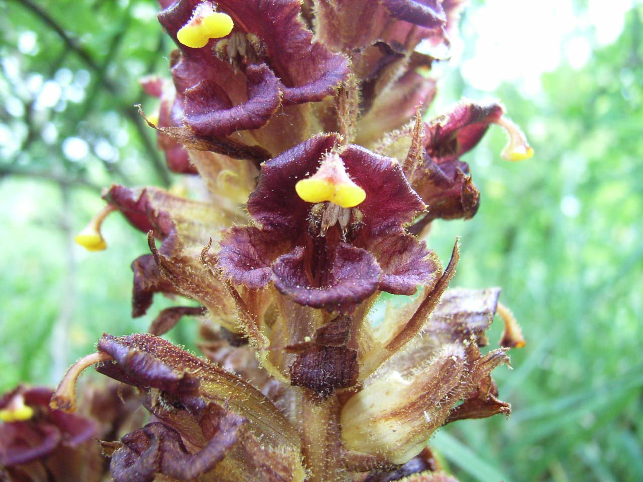 non so cosa sia - Orobanche sp.